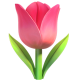 tulip_1f337